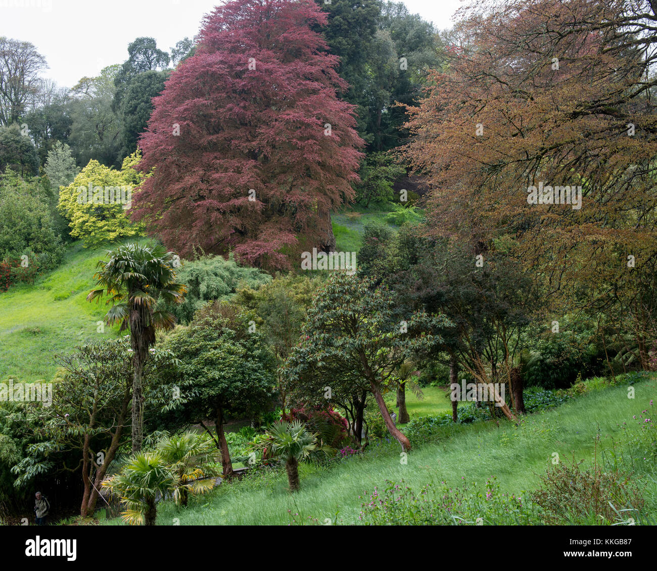 Jardin Trebah, Mawnan Smith, Cornwall. L'Angleterre. UK Banque D'Images