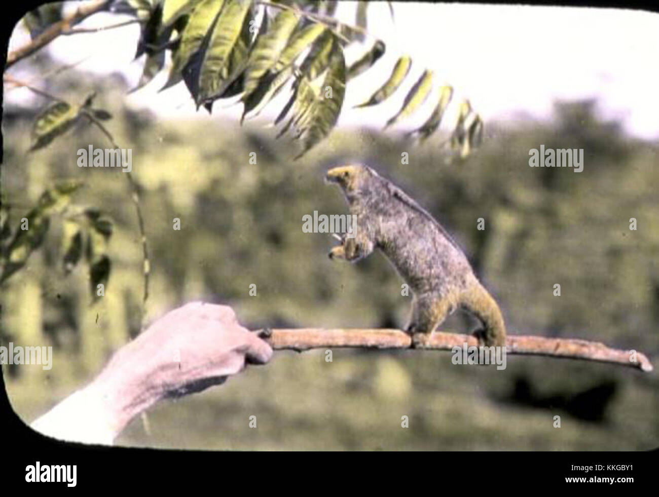 Deux doigts anteater en équilibre sur un stick Banque D'Images