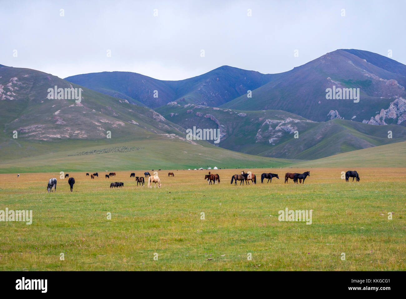 Troupeau de chevaux dans le vert paysage par song kul lake, Kirghizistan Banque D'Images