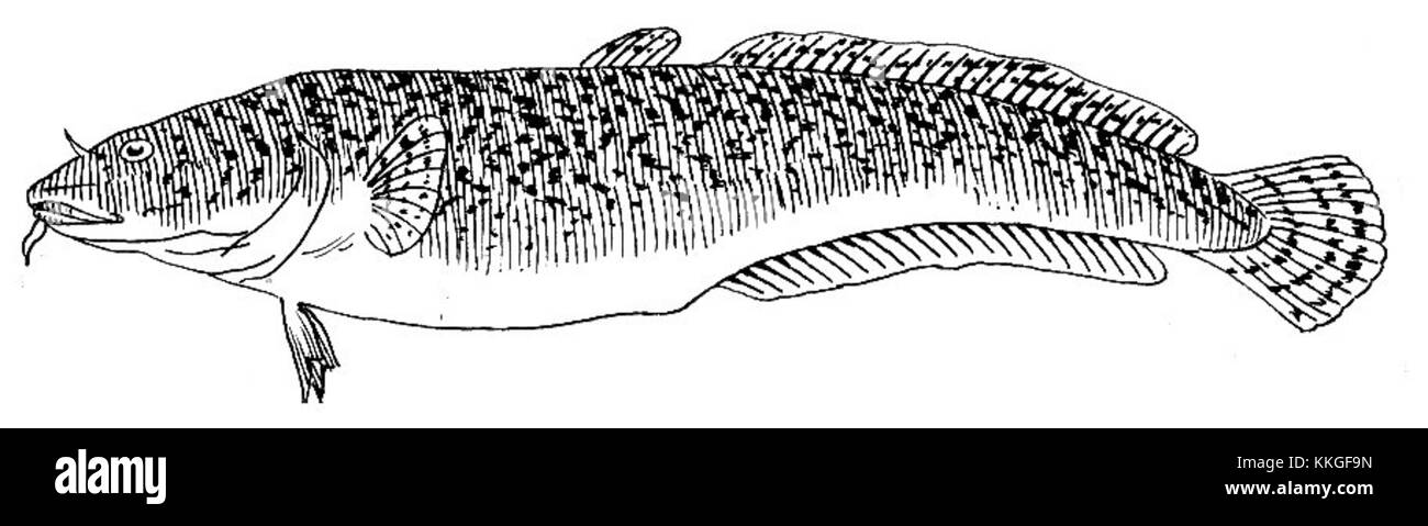 Une image d'un Burbot, une espèce de poisson d'eau douce originaire d'Amérique du Nord, capturée dans son habitat naturel. Banque D'Images