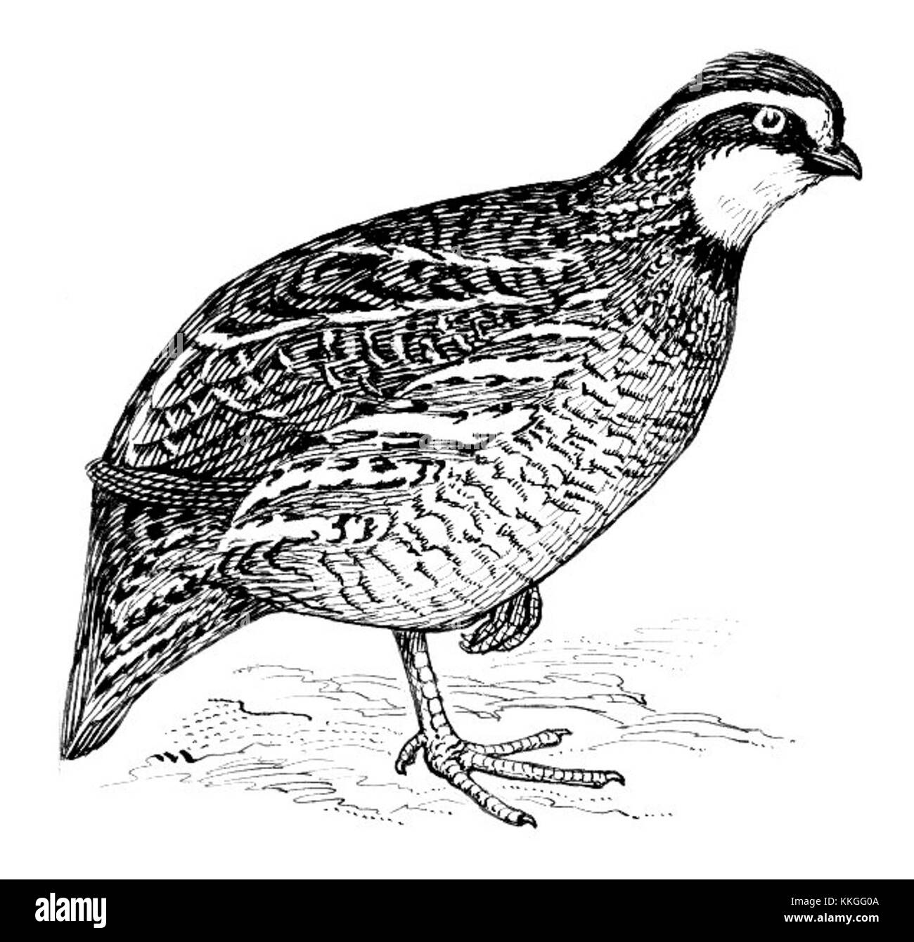 Le Bobwhite, une espèce de caille originaire d'Amérique du Nord, est connu pour son appel distinctif et son corps court et trapu. On le trouve dans les prairies, les bois et les arbustes. Les Bobwhites sont des habitants du sol, souvent vus dans les petites coveys, et sont une partie importante des écosystèmes locaux. Ils sont aussi un gibier à plumes, souvent chassé pour le sport. Banque D'Images