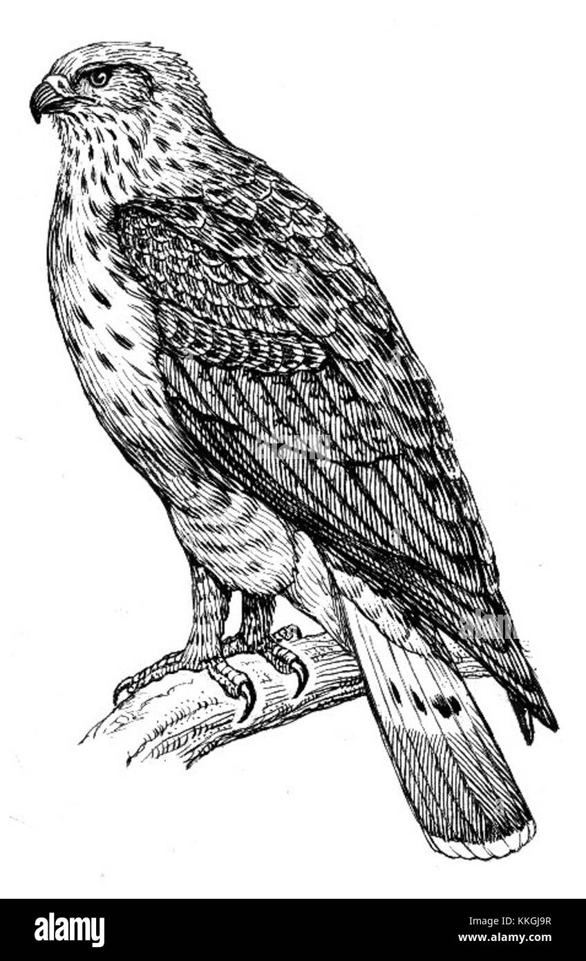 Le buzzard, identifié ici comme PSF, est un oiseau de proie couramment trouvé dans diverses parties du monde. Cette espèce est remarquable pour son comportement de ramassage et ses habitudes prédatrices. Banque D'Images