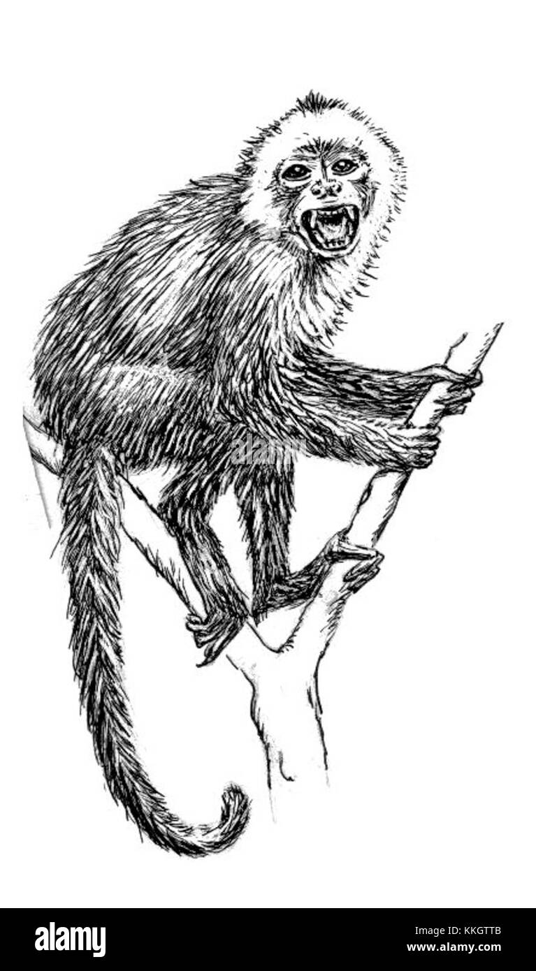 Une photographie d'un singe capucin, montrant ses caractéristiques distinctes et son comportement naturel, couramment trouvé en Amérique centrale et du Sud. Banque D'Images