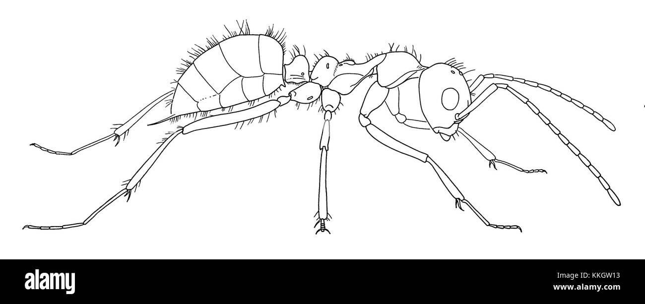 Le dessin de Sphecomyrma freyi ouvrier non. 1, créé par Wilson, Carpenter et Brown en 1967, représente une étude entomologique importante. Il présente une illustration détaillée de l'espèce de fourmi ouvrière, contribuant à la compréhension de l'anatomie et du comportement des insectes dans la communauté scientifique. Banque D'Images