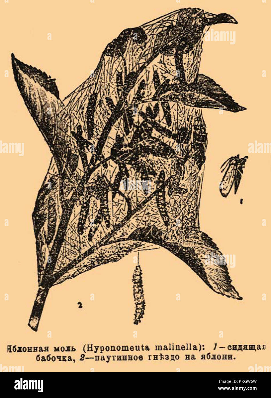 Cette image montre une illustration scientifique de Hyponomeuta malinella, une espèce de papillon de nuit, de l'encyclopédie Brockhaus-Efron. L'illustration fournit une représentation détaillée de l'espèce de papillon de nuit. Banque D'Images