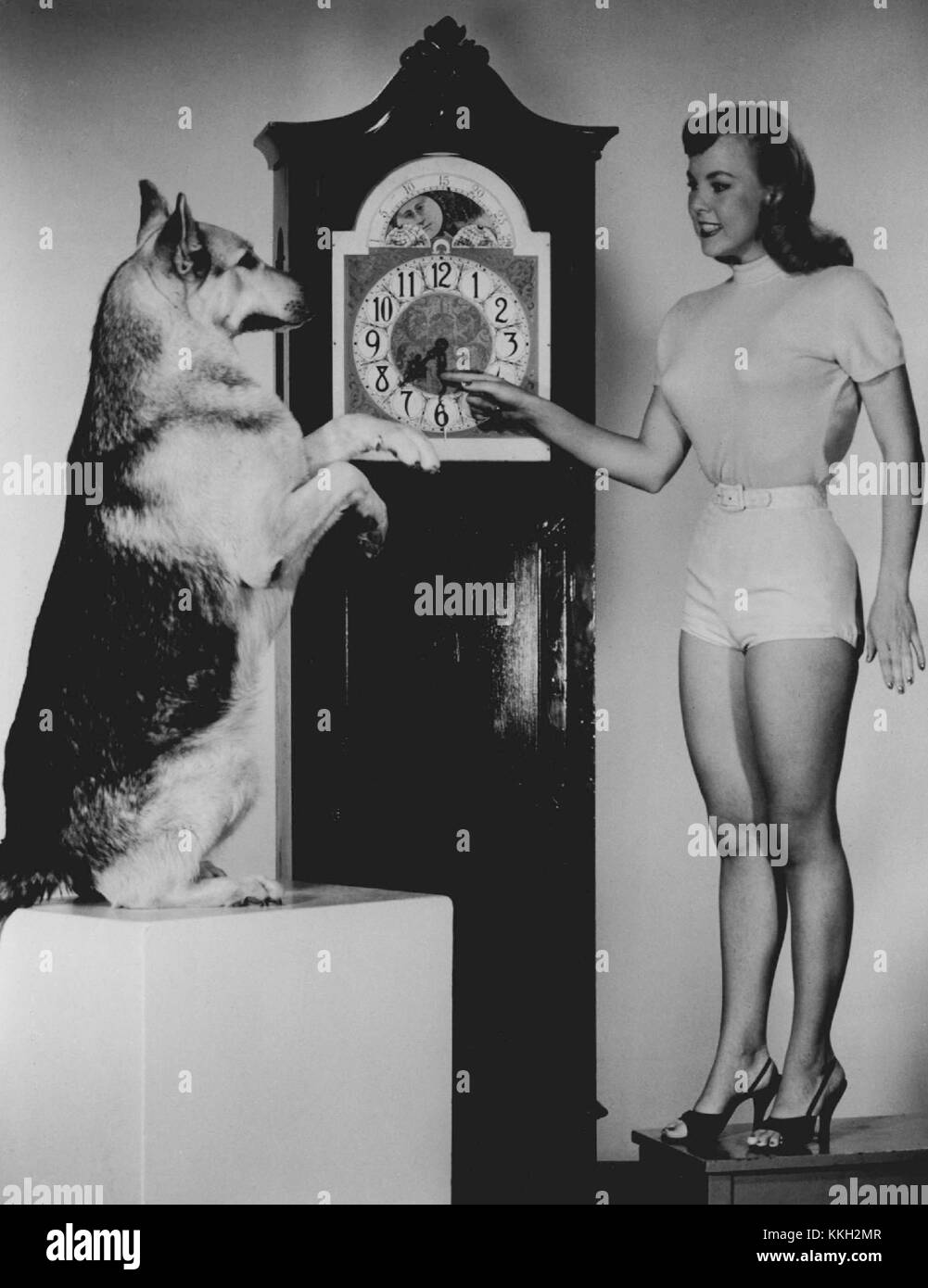 Rin Tin Tin photo promotionnelle à la télévision Banque D'Images