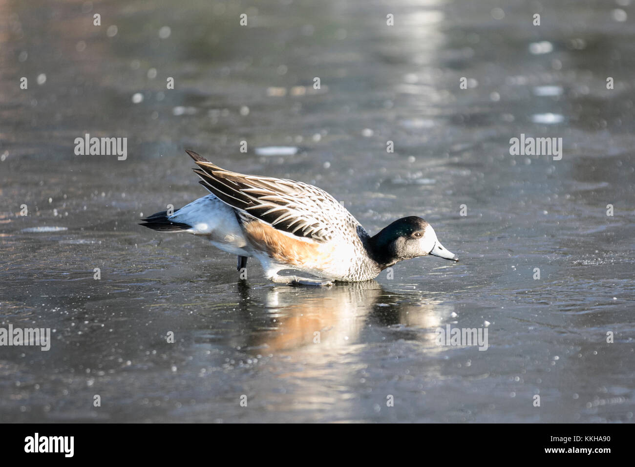 Burscough, Lancashire, Royaume-Uni. 1er décembre 2017. Météo britannique.   Sarcelle Puna canards sauvages et en captivité lutte pour la nourriture sur un étang gelé après le froid la nuit dans les régions rurales de Lancashire. Après une glaciale les températures devraient commencer à se réchauffer avec percées de soleil plus tard dans la journée. Sarcelle Puna est brun et gris foncé avec un capuchon, les joues blanches et le bleu de bill. Les deux sexes partagent les mêmes caractéristiques du plumage. /AlamyLiveNews MediaWordlImages Crédit : Banque D'Images