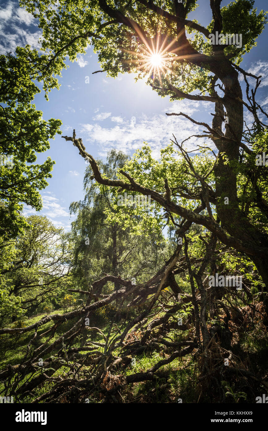 Chênes à Pityoulish dans le Parc National de Cairngorms de l'Ecosse. Banque D'Images