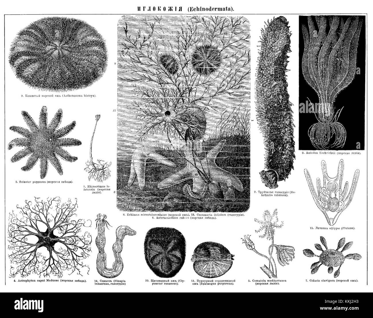 Cette entrée du dictionnaire encyclopédique Brockhaus et Efron fournit des informations détaillées sur un sujet spécifique. Il reflète l'approche savante de la documentation des connaissances à la fin du XIXe siècle et au début du XXe siècle, mettant en valeur les contributions intellectuelles à divers domaines d'études. Banque D'Images