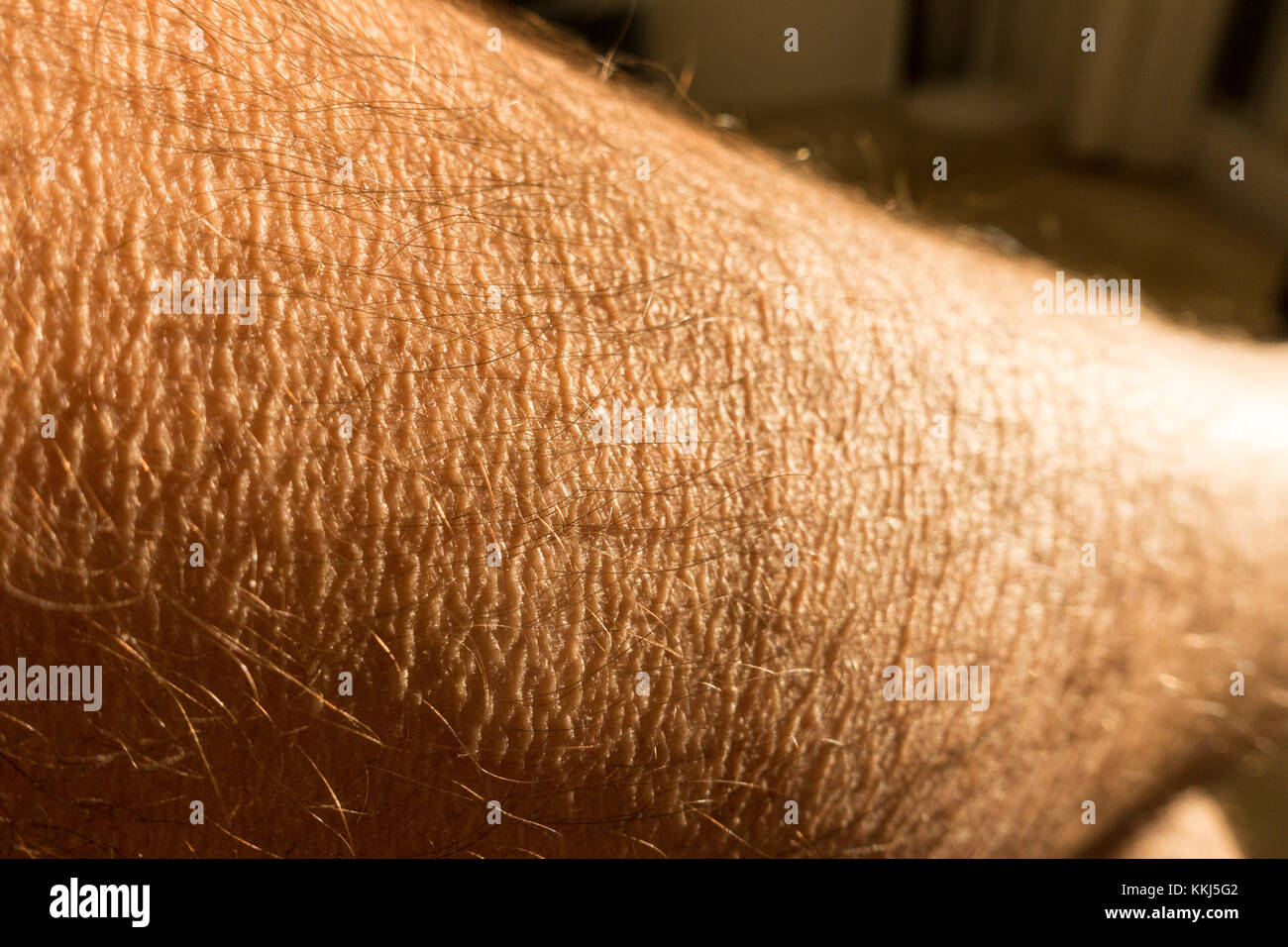 Jambe poilu Banque de photographies et d’images à haute résolution - Alamy