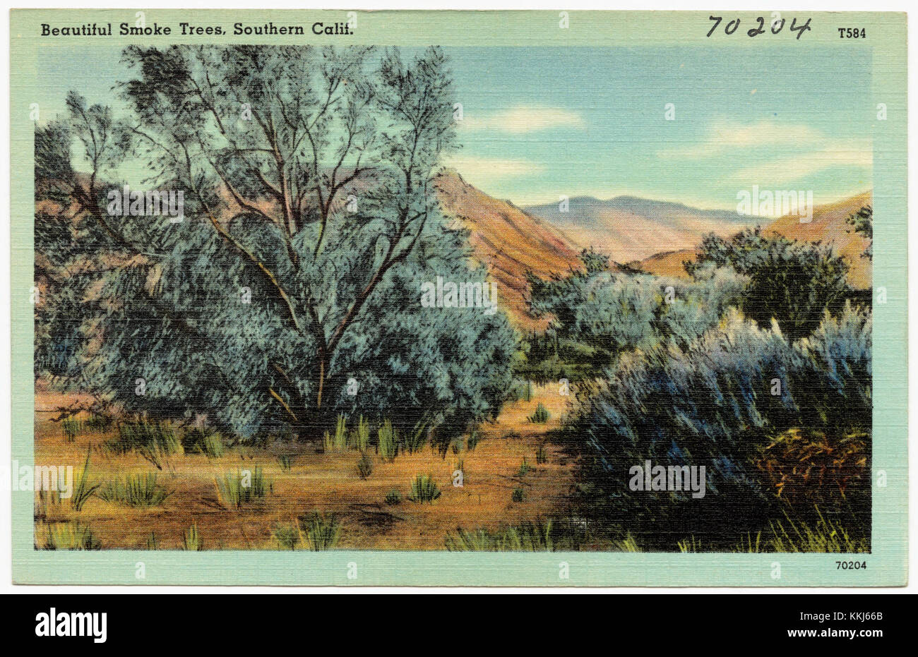 Une photographie d'arbres fumés dans le sud de la Californie, mettant en valeur la beauté unique du feuillage. Les arbres à fumée sont connus pour leurs grappes de fleurs distinctes et sinueuses qui ressemblent à de la fumée, ajoutant au charme naturel de la région. Banque D'Images
