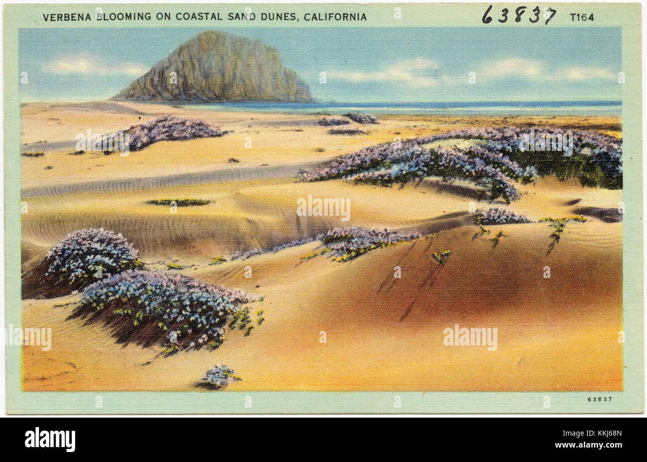 Les fleurs de verveine fleurissent le long des dunes de sable côtières en Californie, un habitat pour diverses espèces végétales. Ces dunes de sable sont façonnées par les vents côtiers et abritent divers écosystèmes. Verbena est connue pour ses couleurs vives et sa résilience dans des conditions difficiles. Banque D'Images