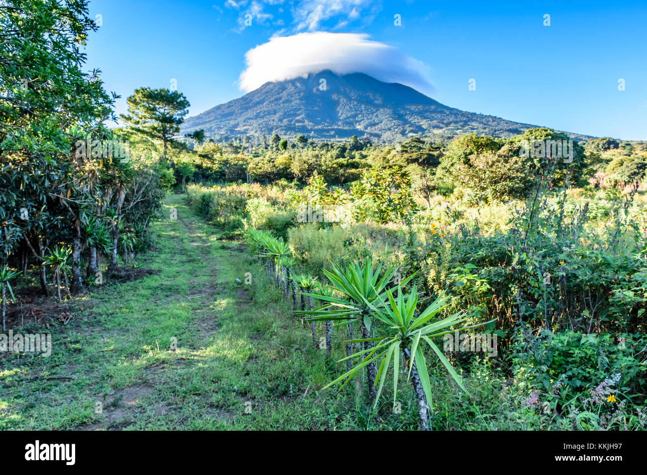 Sentier herbeux entre loquat verger et prairie de fleurs à couvert de nuage volcan agua in early morning light, Guatemala, Amérique centrale Banque D'Images