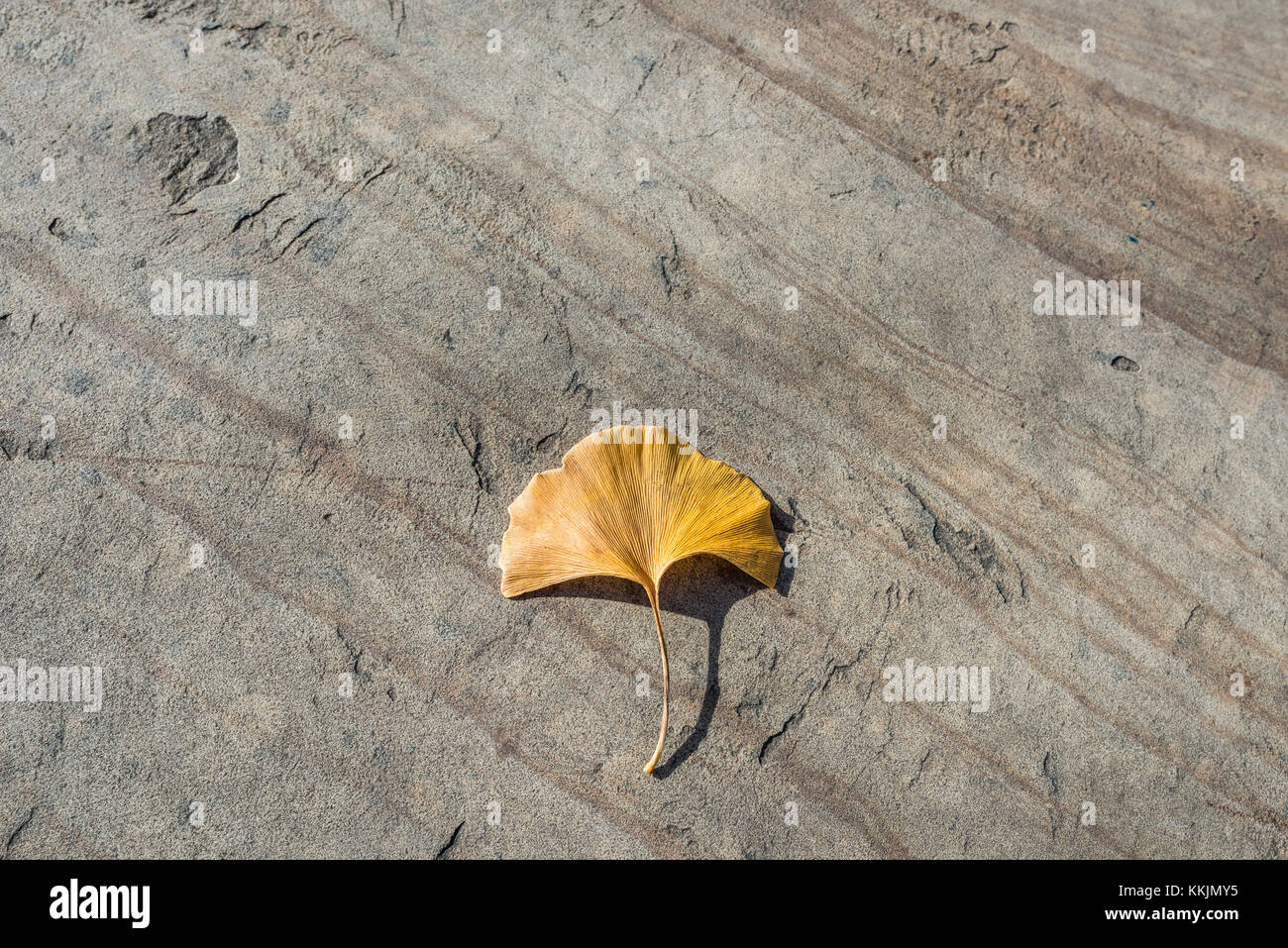 Feuille de gingko Orange strié sur fond d'ardoise Banque D'Images