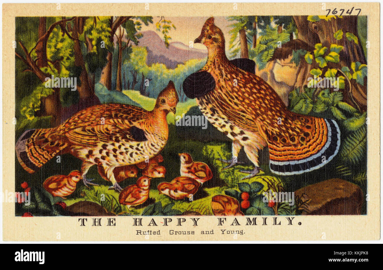 Cette image représente un Tétras rouffé avec ses jeunes, symbolisant les liens familiaux dans la faune. Le Tétras ruffé est connu pour son apparence et son habitat distincts dans les régions boisées de l’Amérique du Nord. Banque D'Images