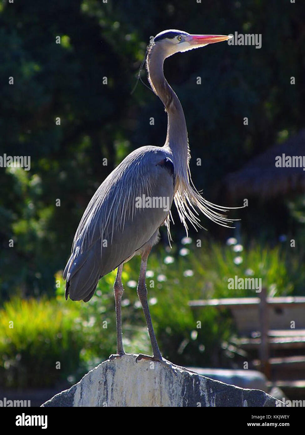 Amerikanharmaahaikara est le nom finlandais du grand héron bleu (Ardea herodias), un grand échassier originaire d'Amérique du Nord. Reconnu par son bec jaune-orange distinctif, ses courts panaches de tête noire et ses épaules noires et châtaigniers, ce héron habite divers milieux humides, des petits étangs aux marais et aux baies d'eau salée. Il est couramment observé seul, mais peut se rassembler en groupes lorsque la nourriture est abondante. Banque D'Images
