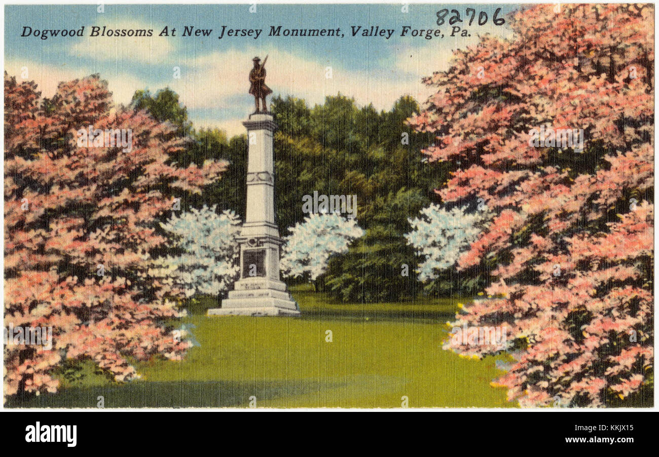 Dogwood Blossoms at New Jersey Monument, Valley Forge, Pa (82706) Banque D'Images