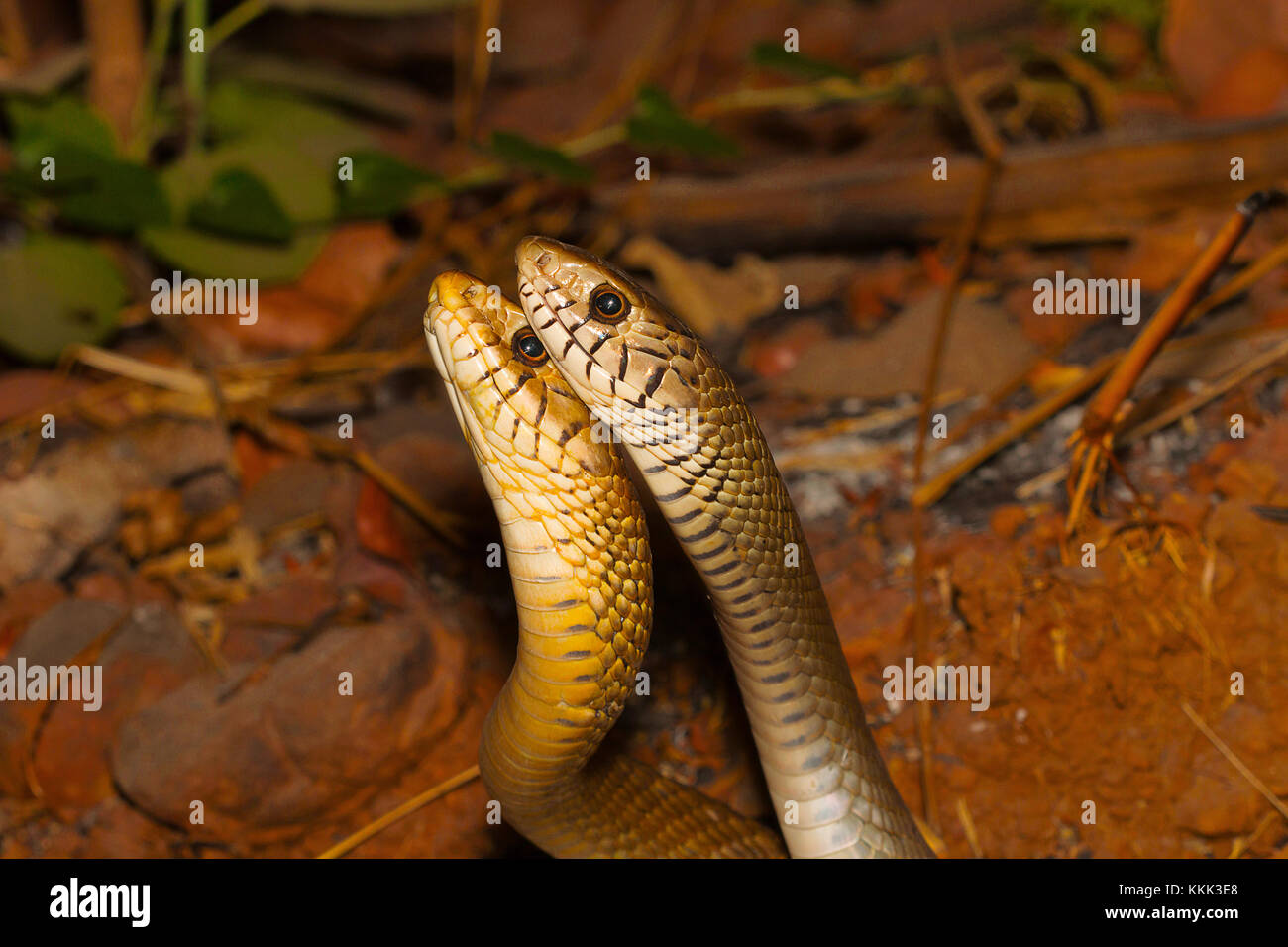 Deux serpents chez le rat mâle, dans une muqueuse Ptyas combattre. Aarey Milk Colony, Mumbai, Maharashtra, Inde Banque D'Images