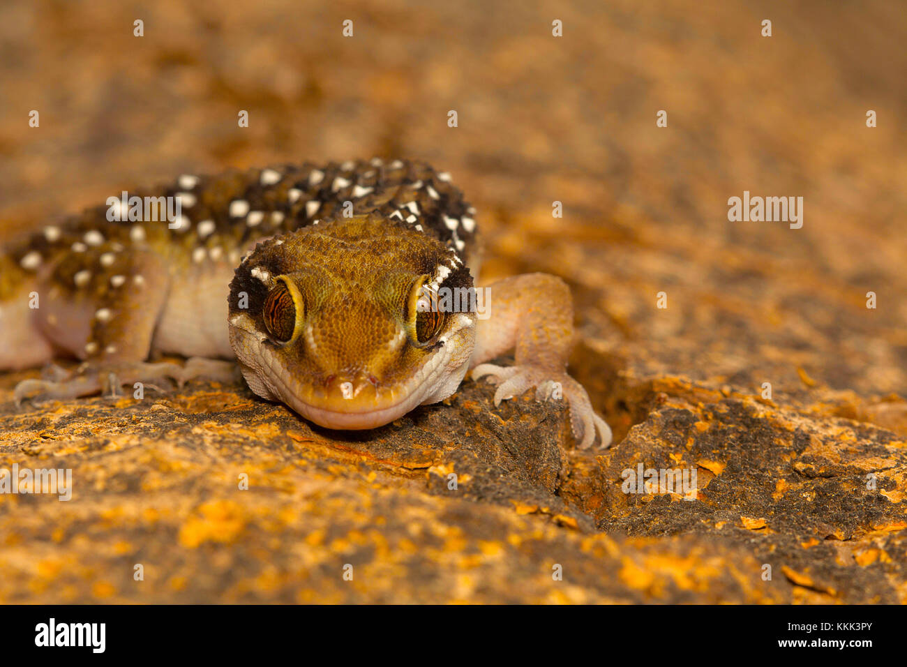 La colline de termites geckos geckos sont assez grandes bandes distinctes qui portent sur leur dos. On trouve couramment dans et autour de termitières Banque D'Images