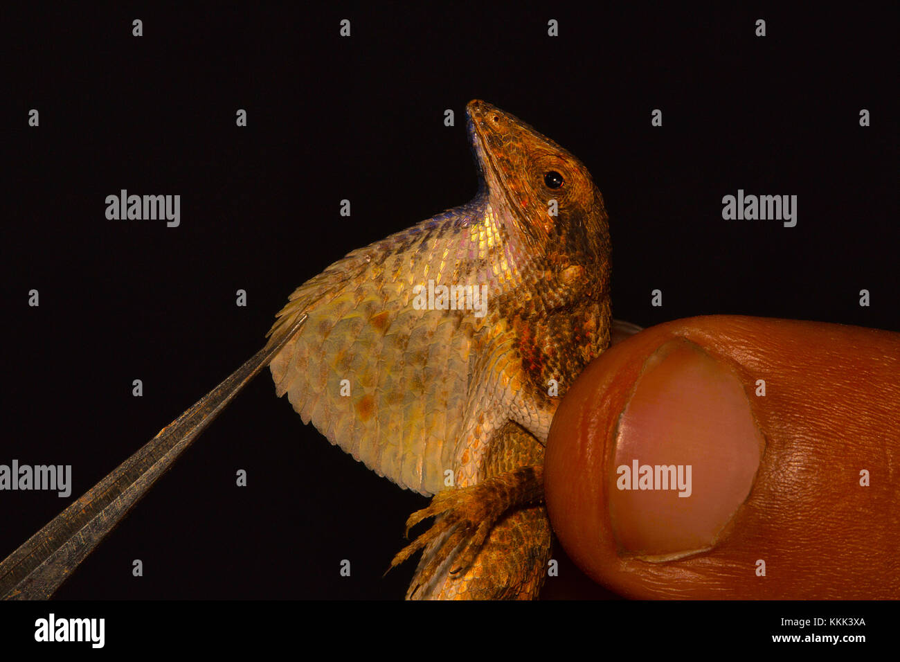 Le fanon ou le ventilateur Le ventilateur de lézard à gorge, genre Sitana. Pondichéry, Tamilnadu, Inde Banque D'Images