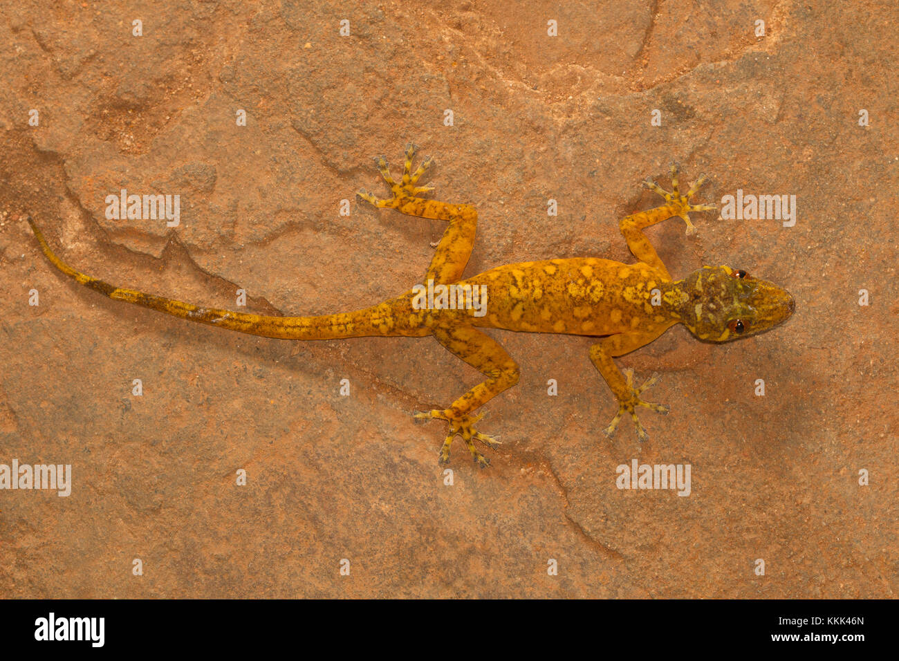 Mâle golden gecko, Calodactylodes aureus. Visakhapatnam, Andhra Pradesh, Inde Banque D'Images