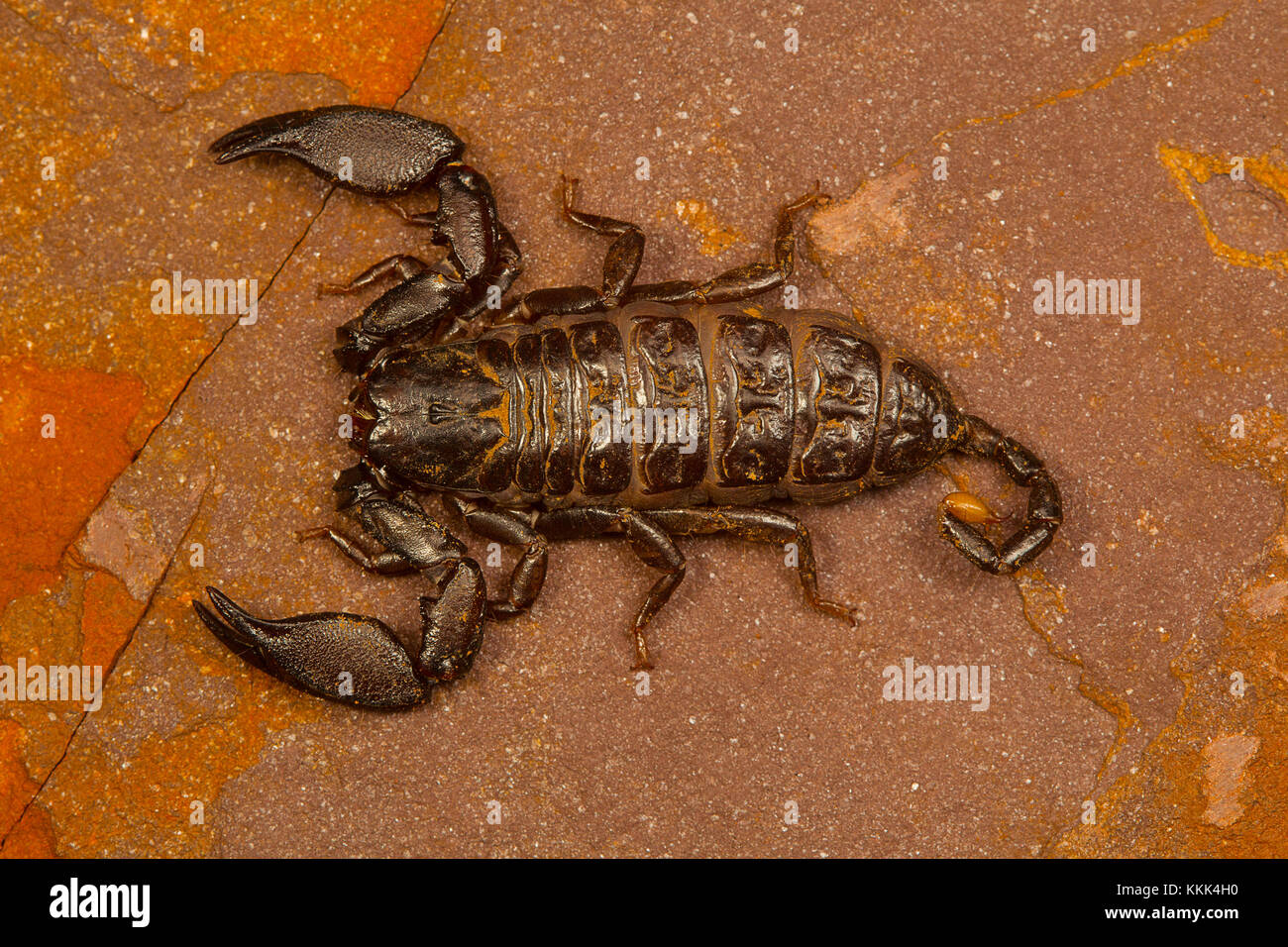 Scorpion nain du genre Liocheles. Ceux-ci vivent dans des crevasses dans les roches dans les zones boisées Banque D'Images