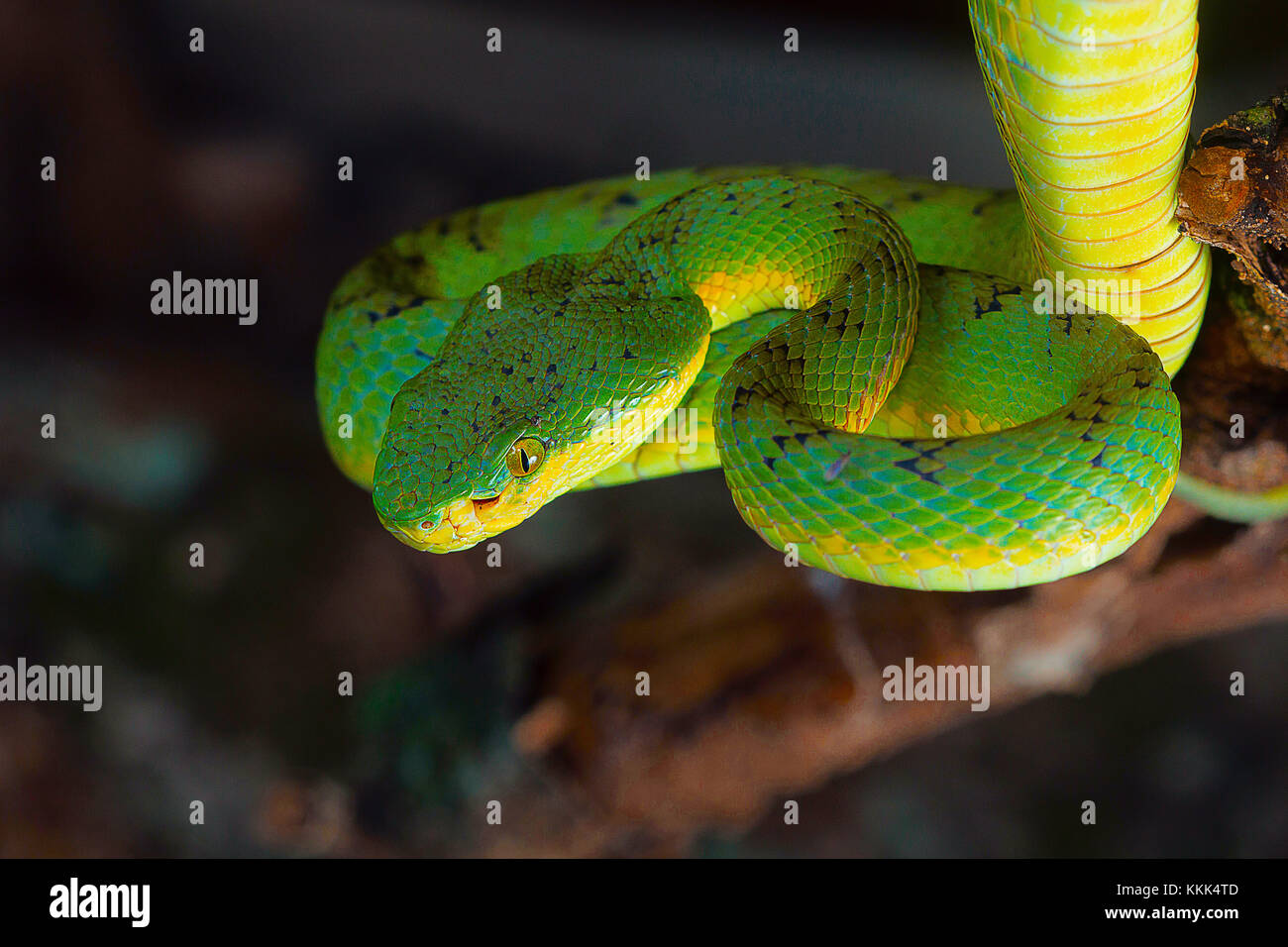 Pit Viper, bambou Trimeresurus gramineus de Kanger Ghati National Park, District de Bastar, Chhattisgarh Banque D'Images