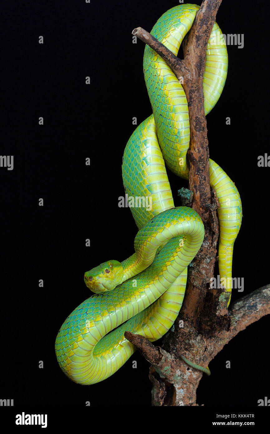 Pit Viper, bambou Trimeresurus gramineus de Kanger Ghati National Park, District de Bastar, Chhattisgarh Banque D'Images