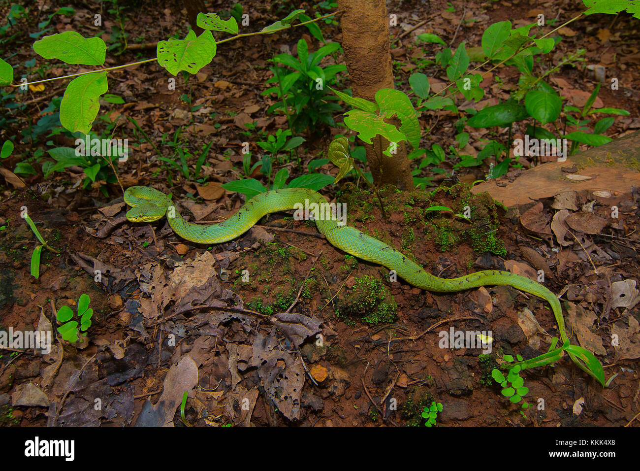 Pit Viper, bambou Trimeresurus gramineus de Kanger Ghati National Park, District de Bastar, Chhattisgarh Banque D'Images