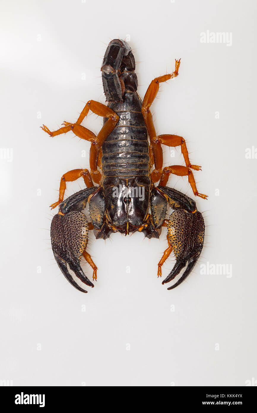 Un grand scorpion fouisseur du genre Heterometrus de Kanger Ghati National Park, District de Bastar, Chhattisgarh Banque D'Images