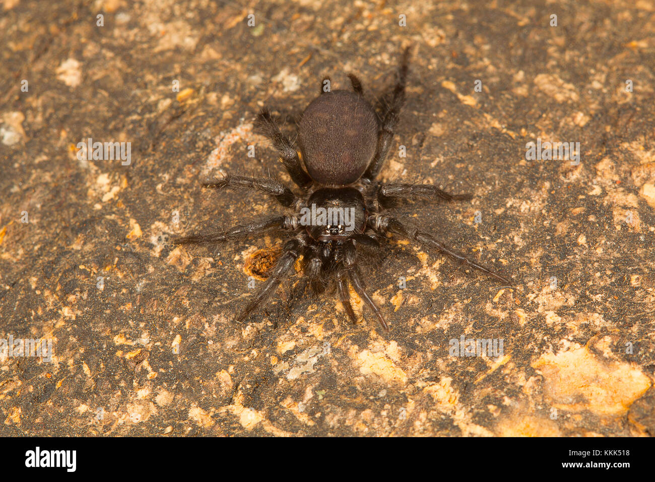 Mygalomorph spider du genre de Indothele BCN campus, Bangalore, Karnataka, Inde Banque D'Images