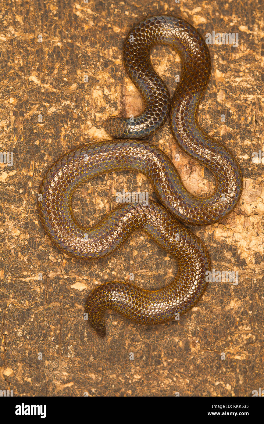 Elliot's snake, shieldtail Uropeltis ellioti. Western Ghats de Kaas plateau, Aulnay-sous-district, Maharashtra Banque D'Images
