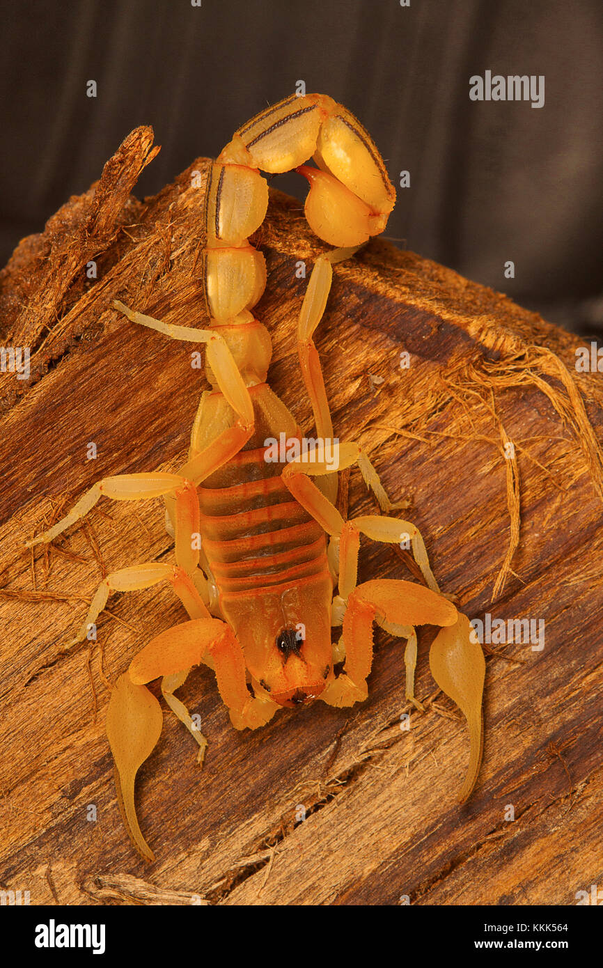 Hottentotta scorpion à queue grasse sp. de Kanyakumari, Tamil Nadu, Inde Banque D'Images