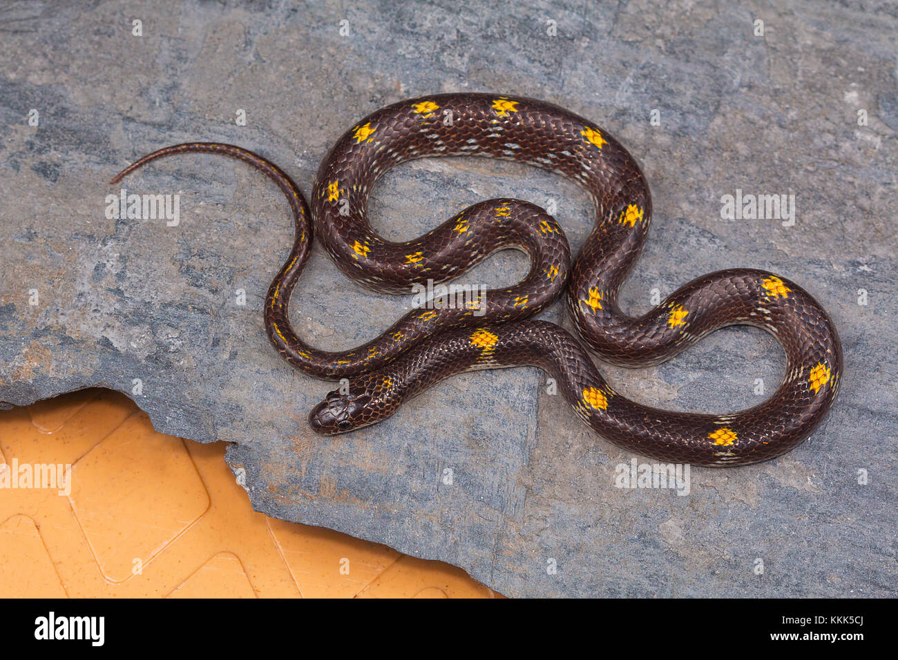 Serpent loup barré, Lycodon striatus du plateau de Kaas, district de Satara, Maharashtra Banque D'Images