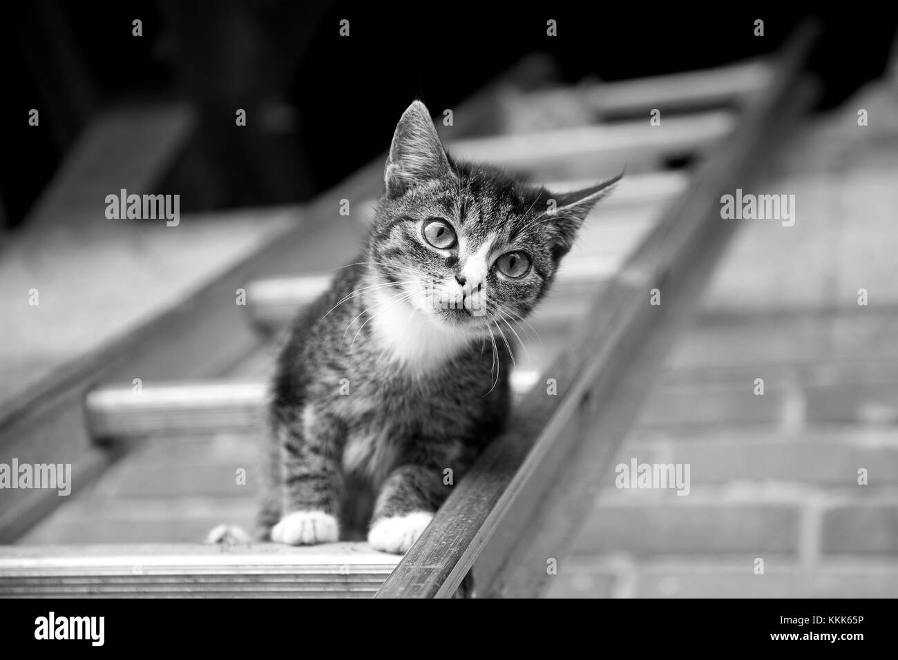 Jeune chat de grimper sur une échelle Banque D'Images