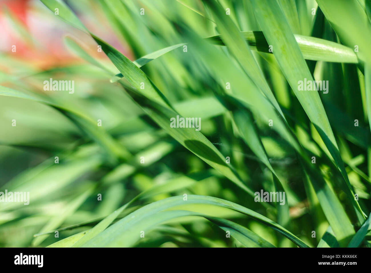 L'herbe verte fraîche avec de l'eau en gouttelettes sunshine Banque D'Images