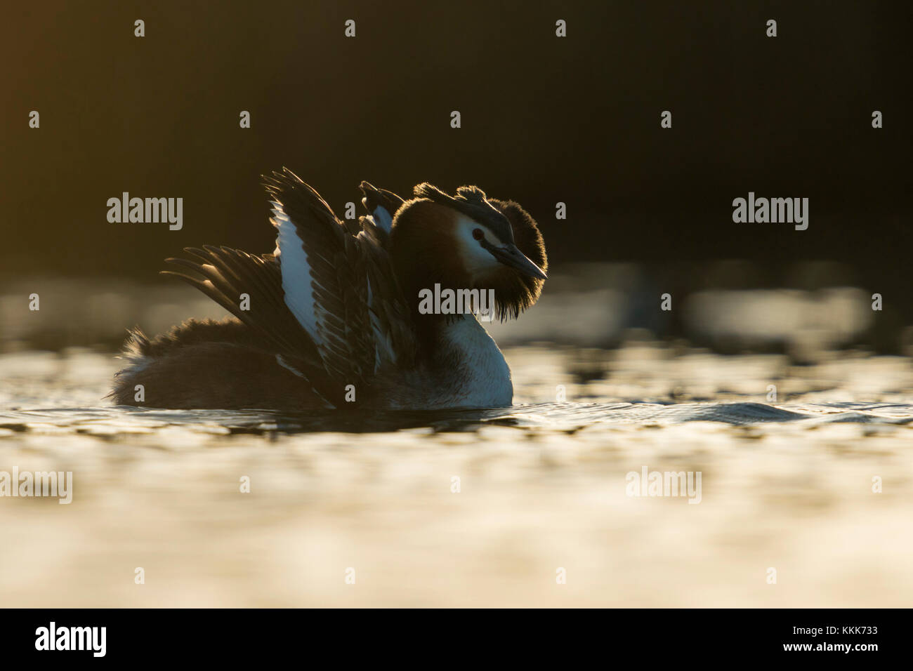 Grand Crested Grebe / Haubentaucher ( Podiceps cristatus ) courting, montrant l'affichage de chat, ouvrant ses ailes pour impressionner un ami, le matin rétroéclairage Banque D'Images