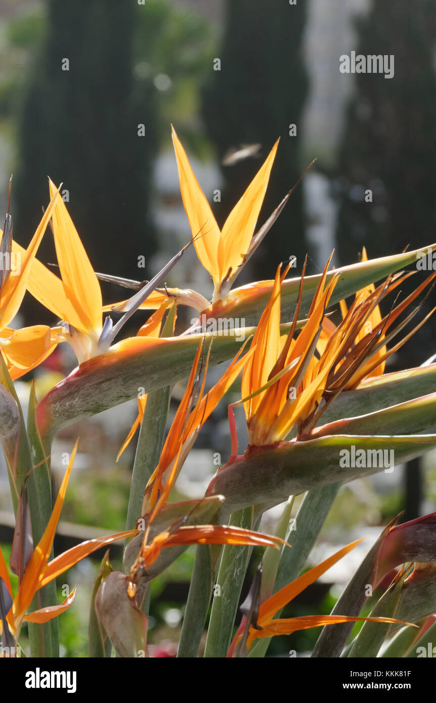 Oiseau du Paradis fleur plante plantes fleurs Strelitzia crane Banque D'Images