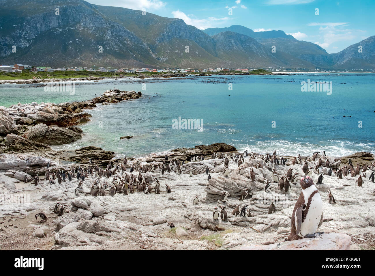 Colonie de pingouin à Betty's bay afrique du sud. un seul penguin au coin droit de la photo semble curieux de le photographe. Banque D'Images
