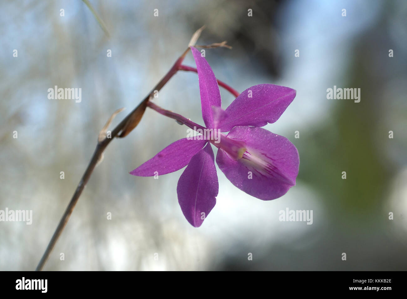 Barkeria scandens Banque D'Images