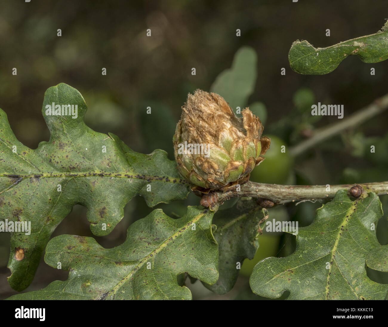 Gall, d'artichaut sur chêne, causée par l'Artichaut Gall Wasp, Andricus foecundatrix. Banque D'Images