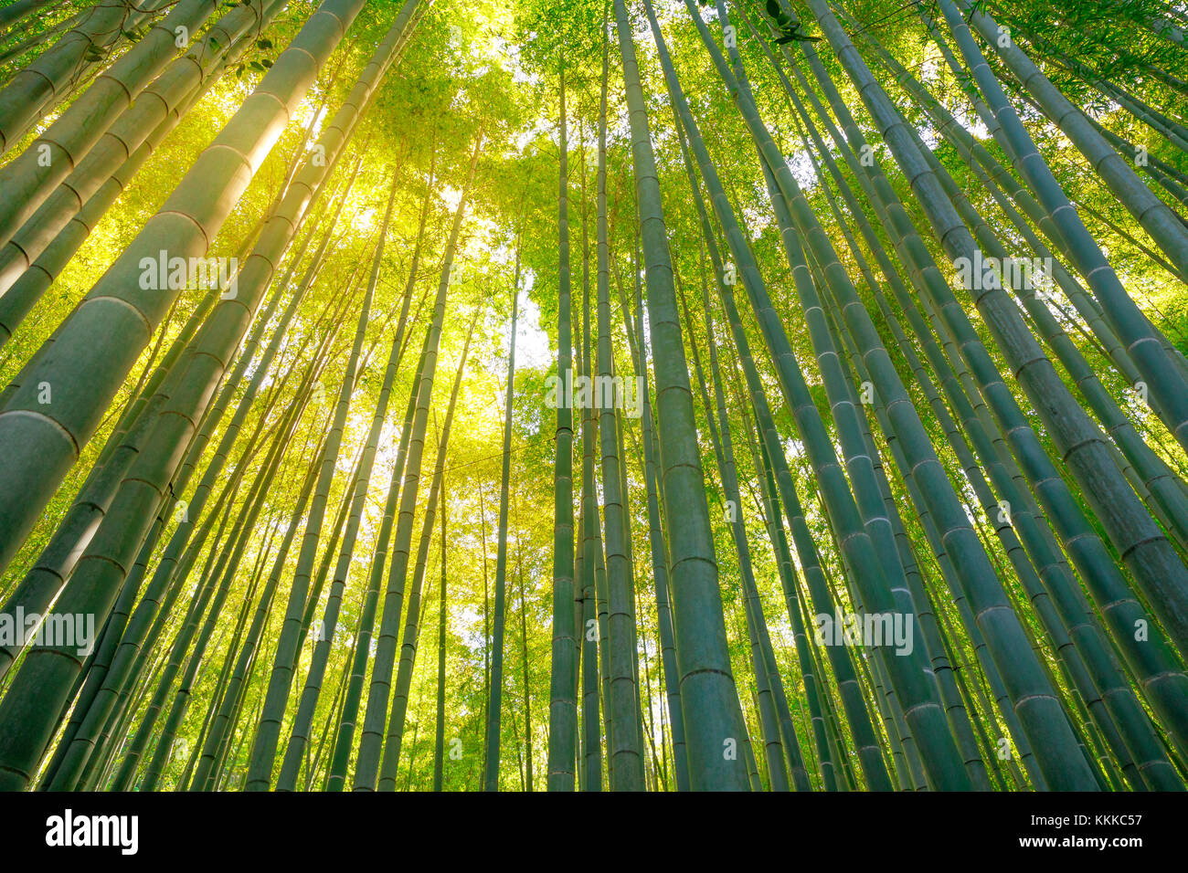 Arrière-plan de la forêt de bambou Banque D'Images