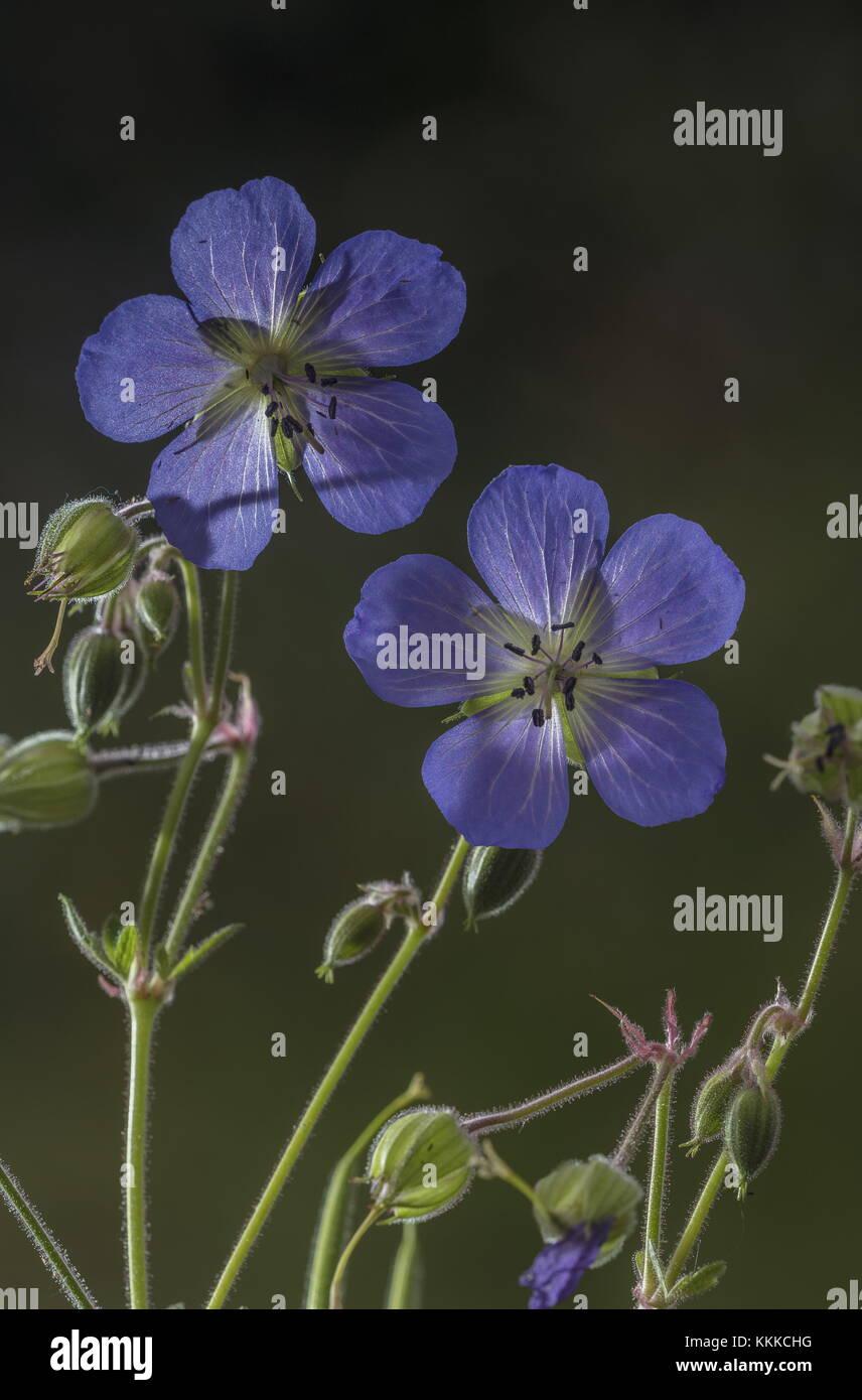 Meadow crane's-bill, Geranium pratense, en fleurs en prairie. Banque D'Images