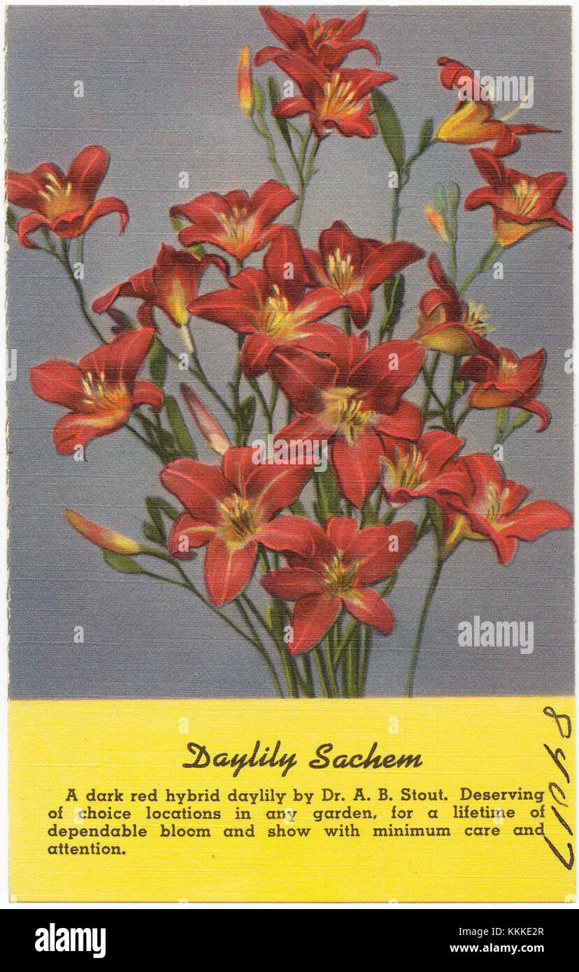 Le Daylily Sachem, cultivé par Farr Nursery Co., est une variété de Daylily remarquable pour ses fleurs vibrantes. Il a été présenté au Weiser Park à Womelsdorf, dans le comté de Berks, en Pennsylvanie. Banque D'Images