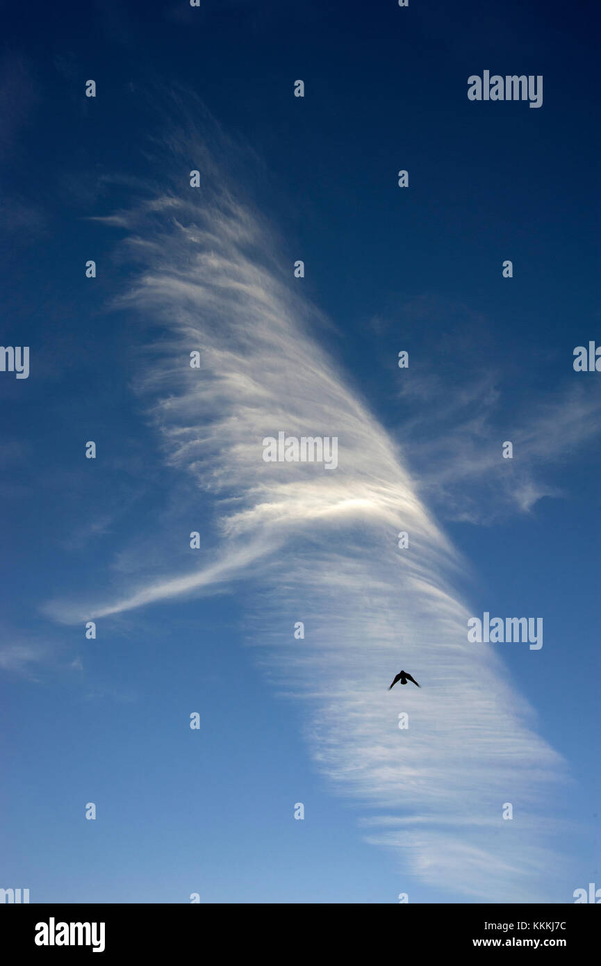 Vol d'oiseaux et de nuages suggérant Banque D'Images
