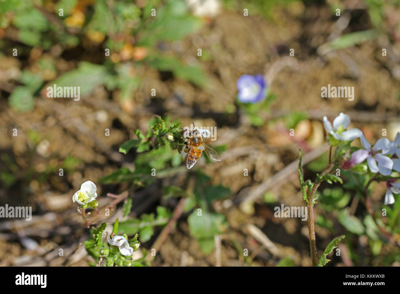 Nom latin de l'abeille Apis mellifera la collecte du pollen sur les fleurs lobelia campanulaceae en italie Banque D'Images