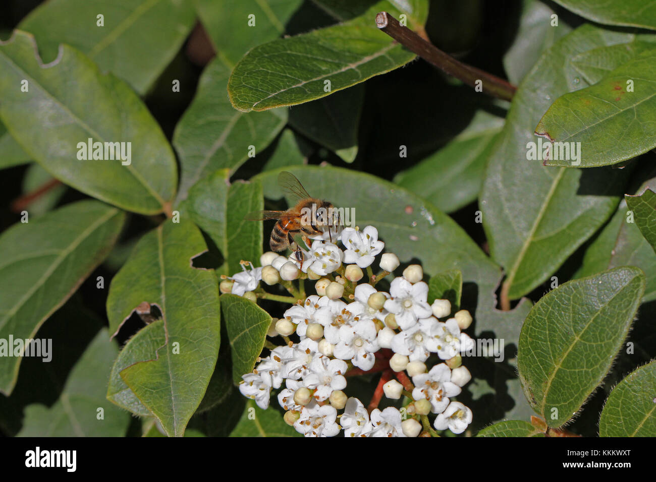 Sur l'abeille Apis mellifera caprifoliaceae fleur viburnum montrant pollen blanc sac Banque D'Images