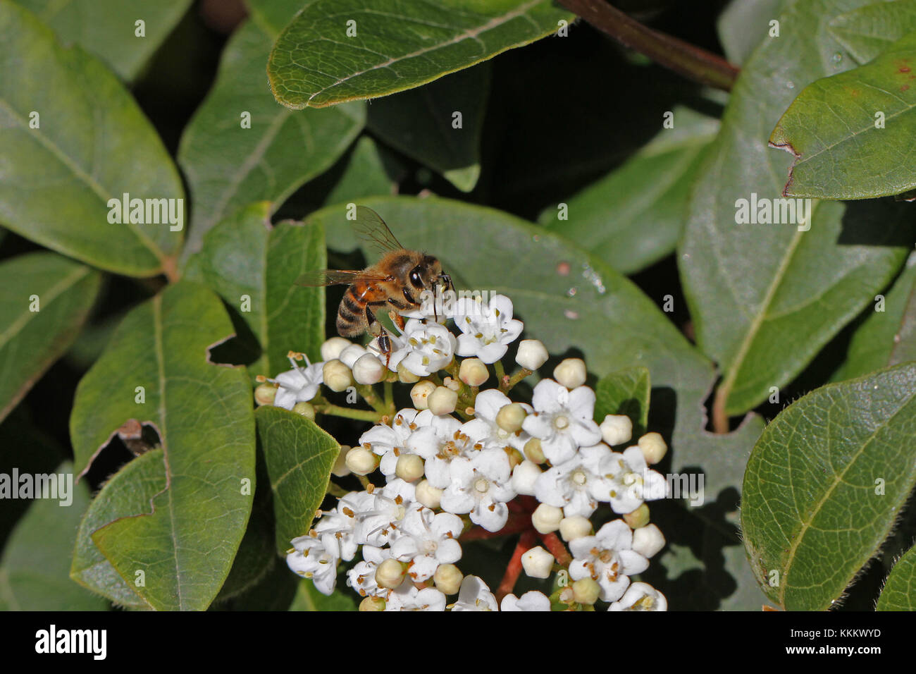 Sur l'abeille Apis mellifera caprifoliaceae fleur viburnum montrant pollen blanc sac Banque D'Images