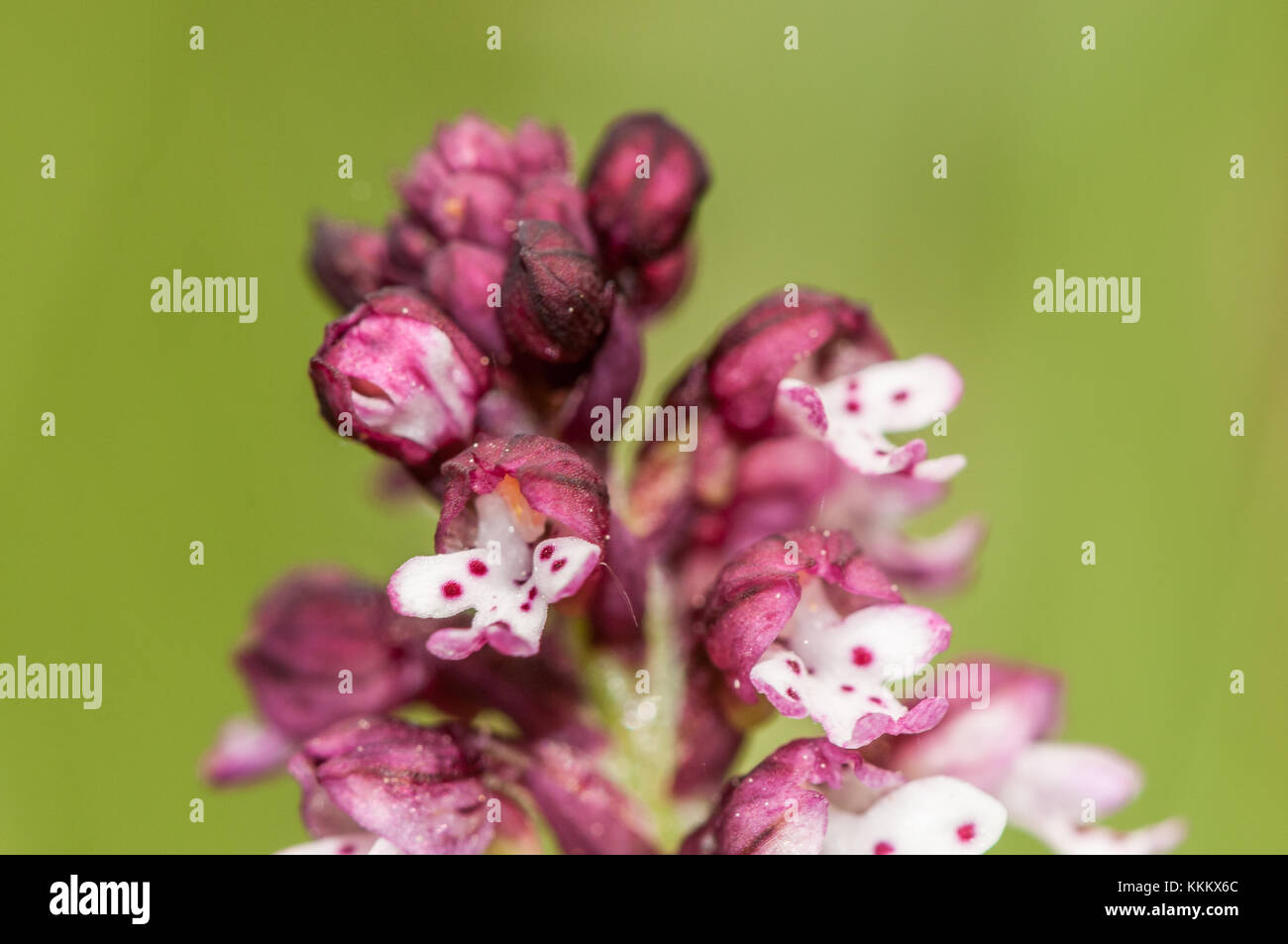 Holocauste astuce orchid, Orchis ustulata, en fleurs, Gombren Banque D'Images