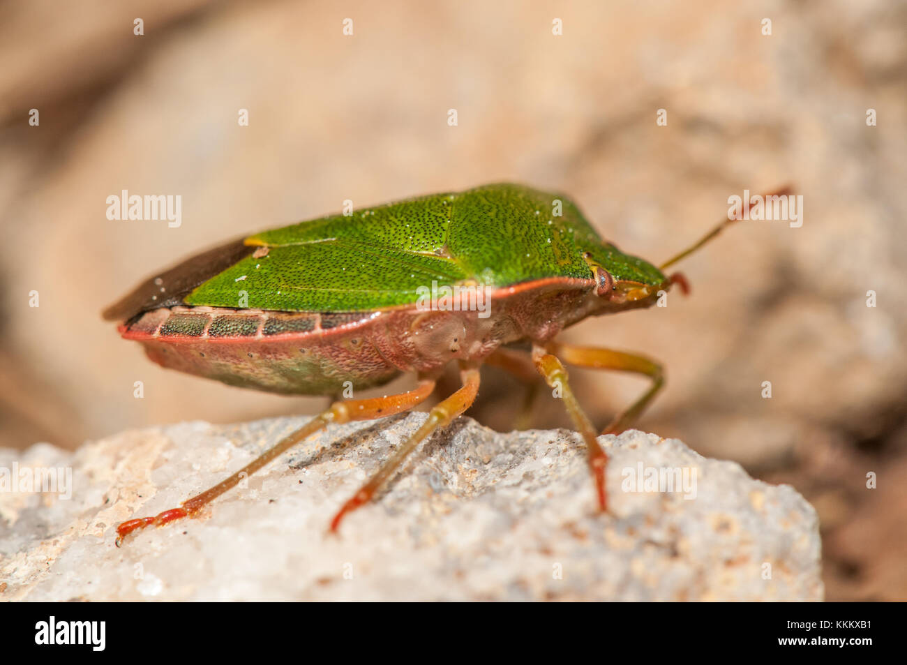 Green Shield bug, Palomena prasina, sur un rocher, Gombren Ripolles, Catalogne, Banque D'Images